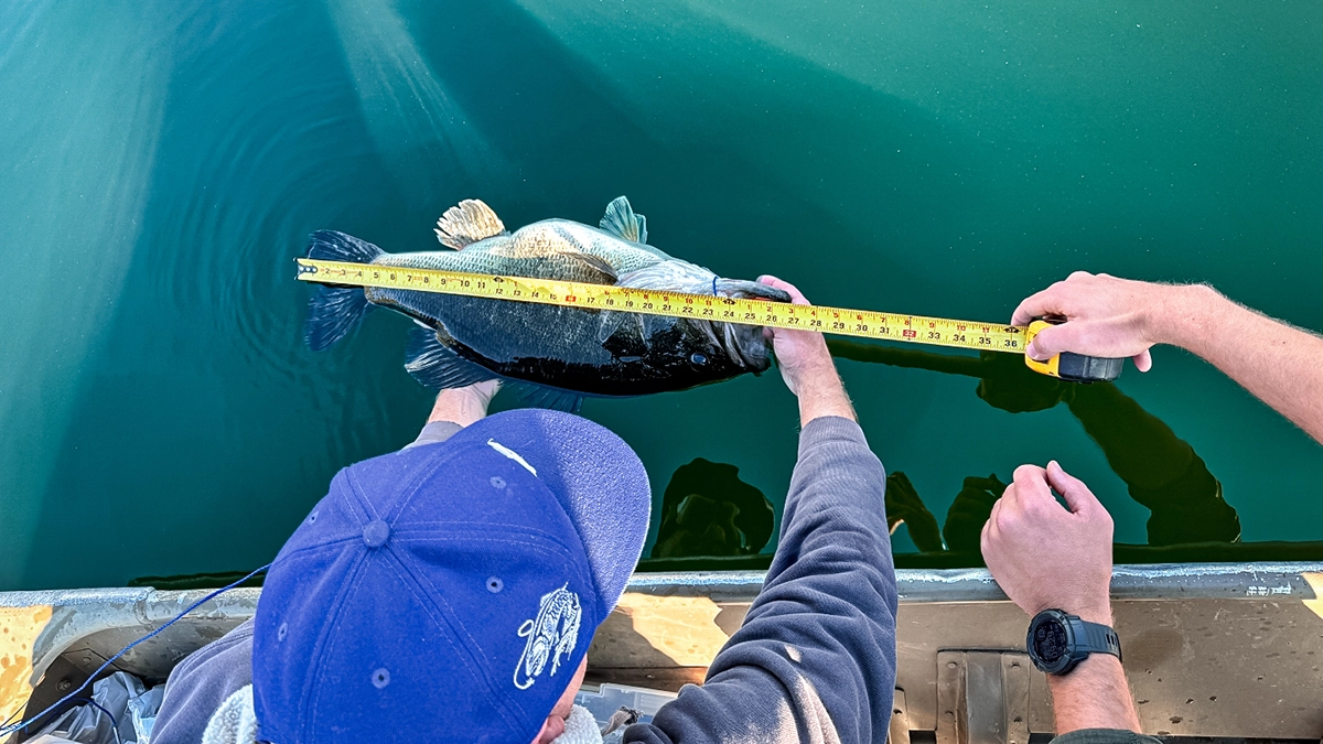 Jed Dickerson measiring his bass