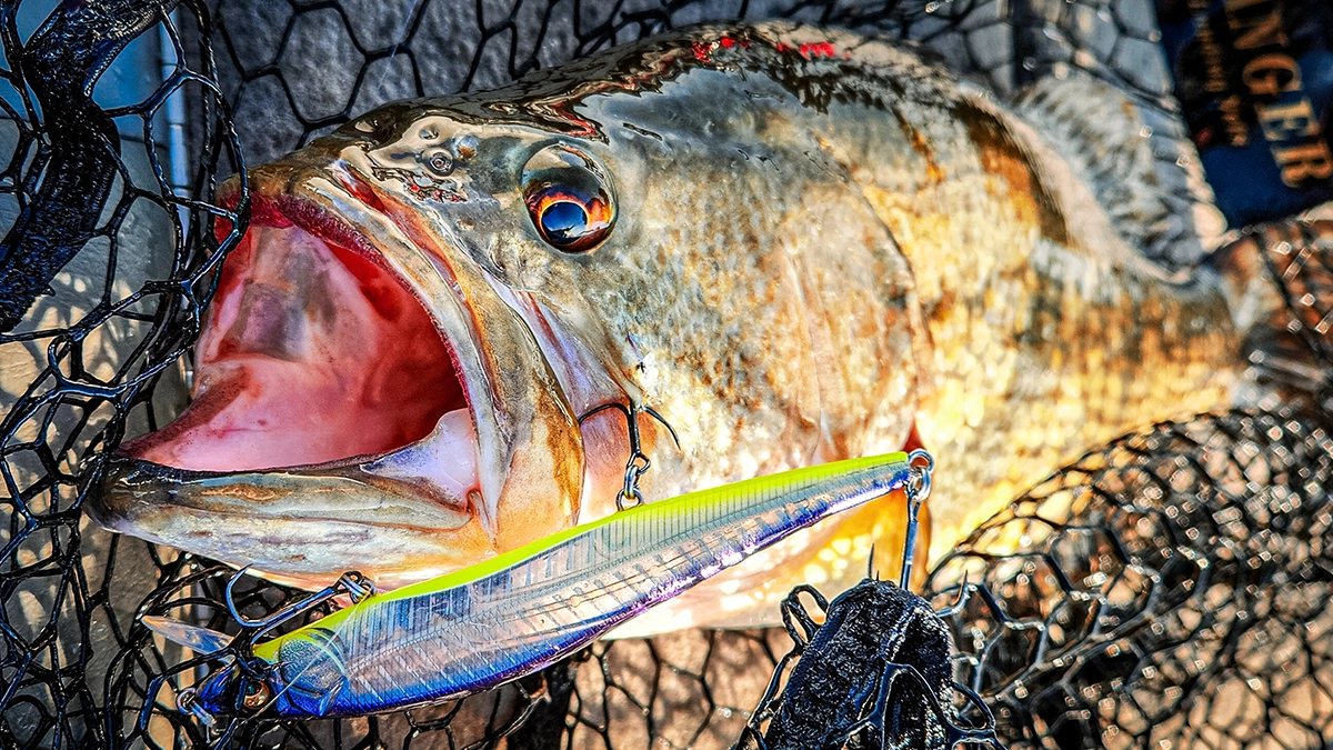 bass in the net hooked on a jerkbait