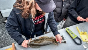 Big Bass Are Booming at Virginia’s Stocked Smith Mountain Lake