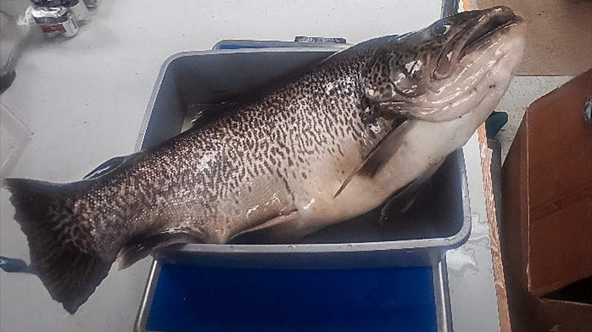 Robert Riggs' WV record tiger trout on the scale