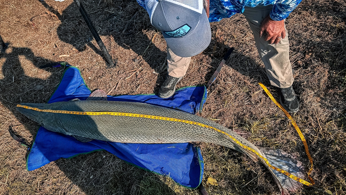 new 2-lb. IGFA pending record alligator gar and art weston