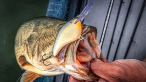 When to Choose Wood or Plastic Crankbaits