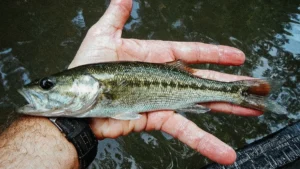 Small Hybridized Bass Are Taking Over North Carolina Waters