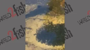 Video Shows Hundreds of Catfish Fry in Watery “Tornado”