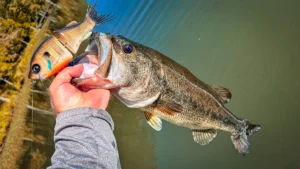 Targeting the Fry Guarders in the Early Post-Spawn