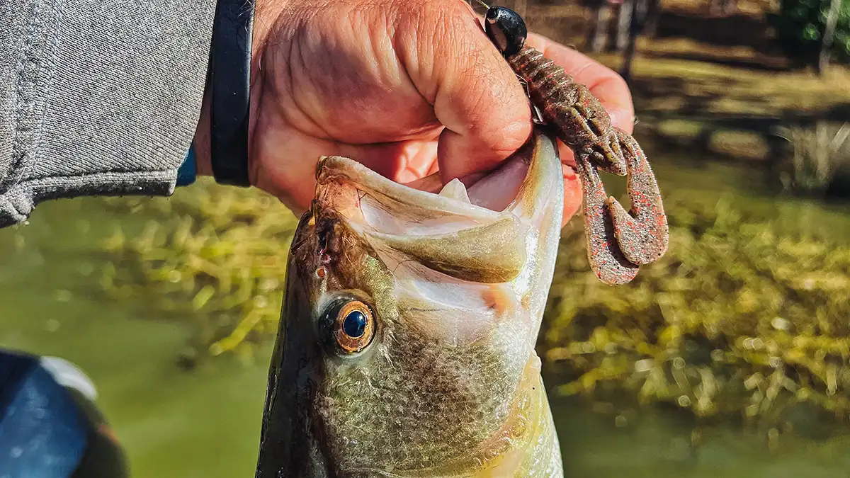 Berkeley PowerBait MaxScent Stank Bug and a nice bass