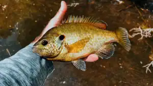 How To Catch Bass Near Bream Beds