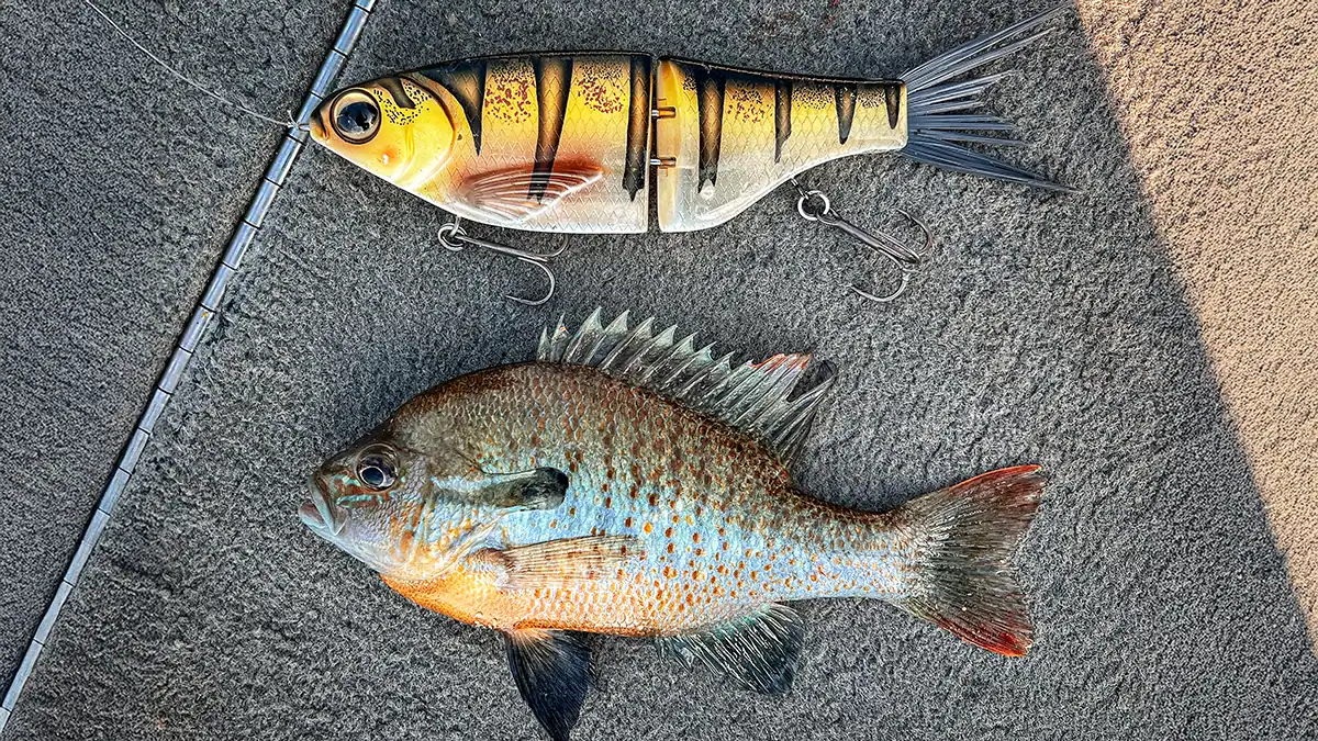 a large swimbait and a bream