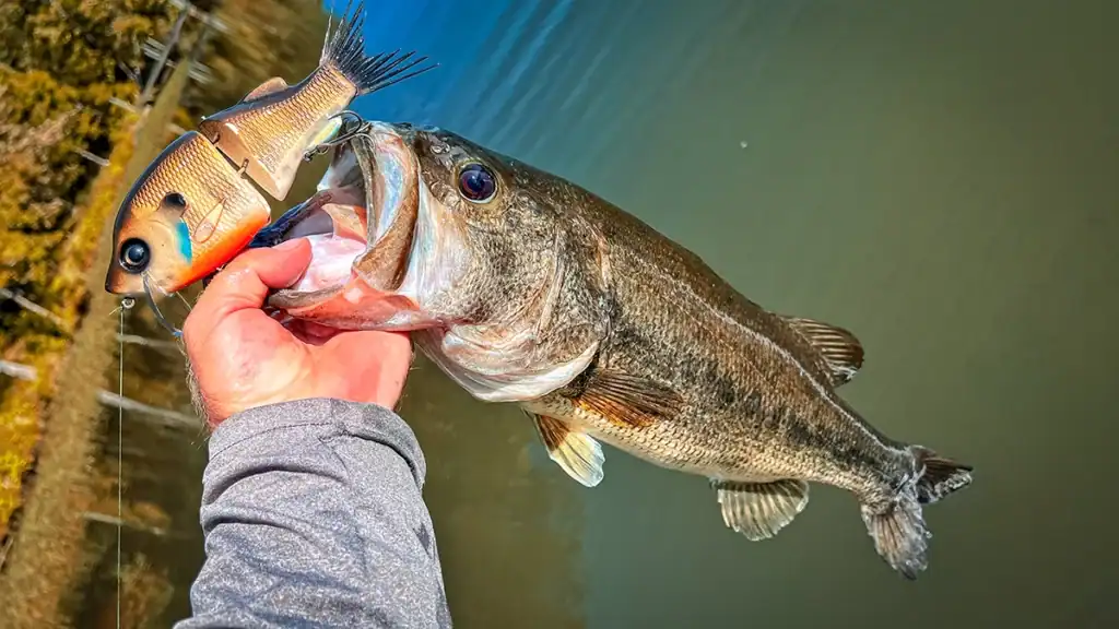 a bait and a bass in hand
