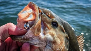 Chasing the Myth: Are Suspended Bass not Feeding?