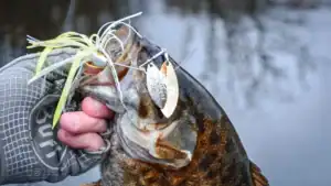 Small Baits That Catch Big: How to Fish Finesse Spinnerbaits