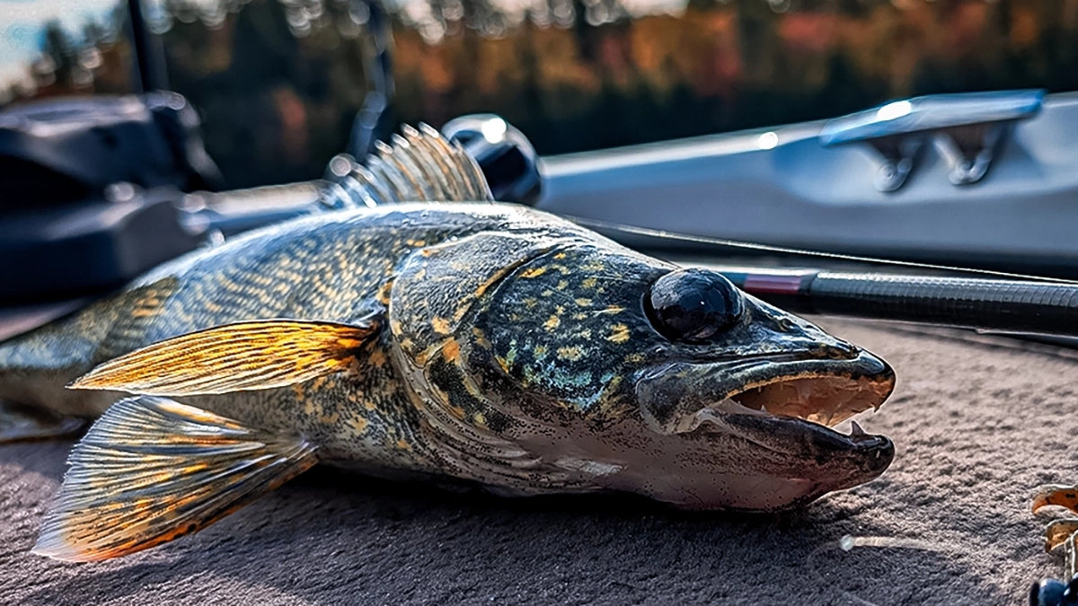 walleye