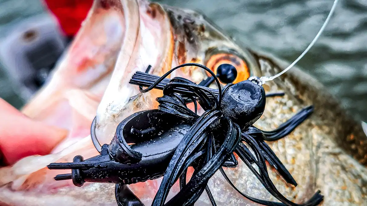 a bass on a skirted jig
