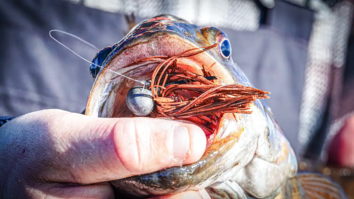 a bass on a skirted jig
