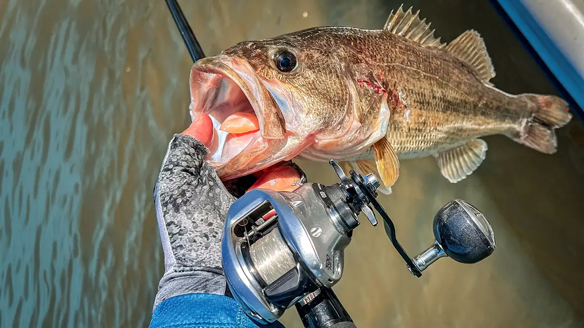 Shimano Tranx 300 B Baitcast Reel with a bass