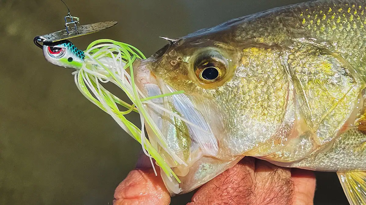 a bass hooked on a SPRO Cover Jumper vibrating jig