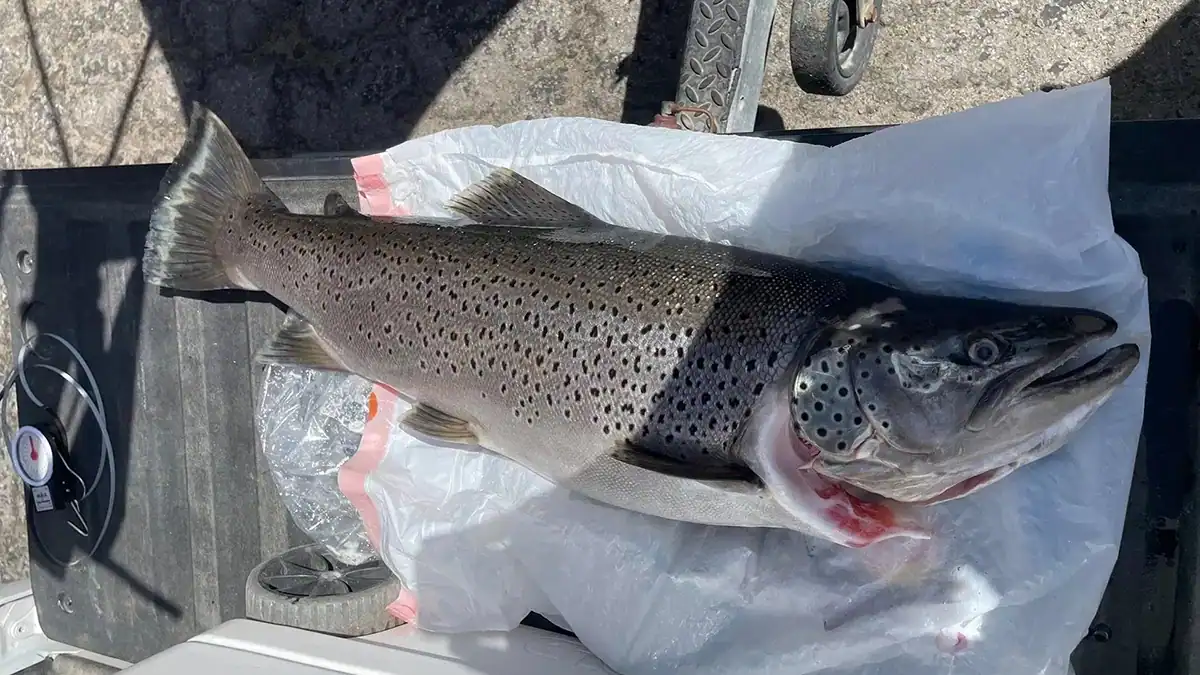 Steve Jones' Shaver Lake Record Brown Trout
