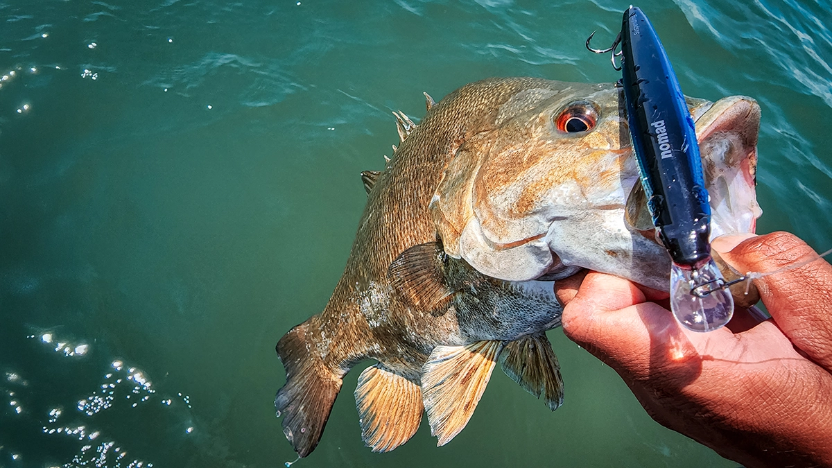 bass hooked on a nomad lure