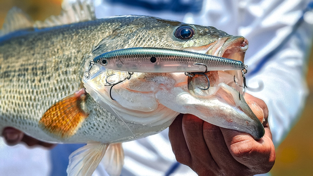 bass on a suspending bait