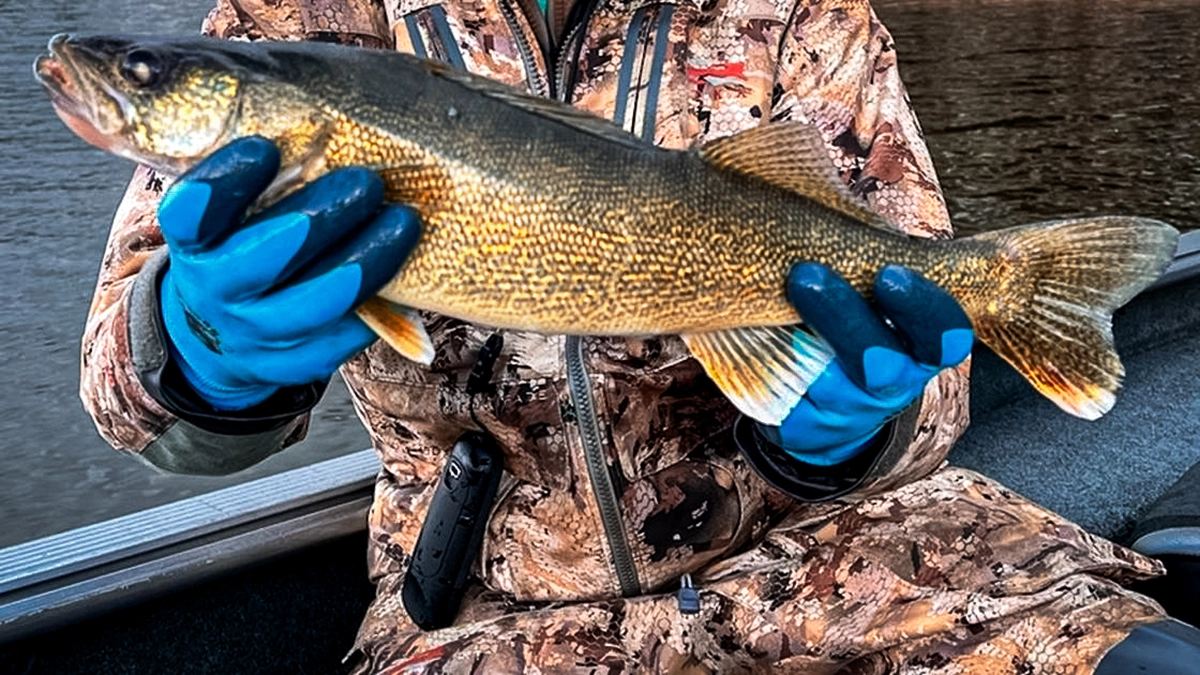 Walleye - Idaho Fish and Game Department