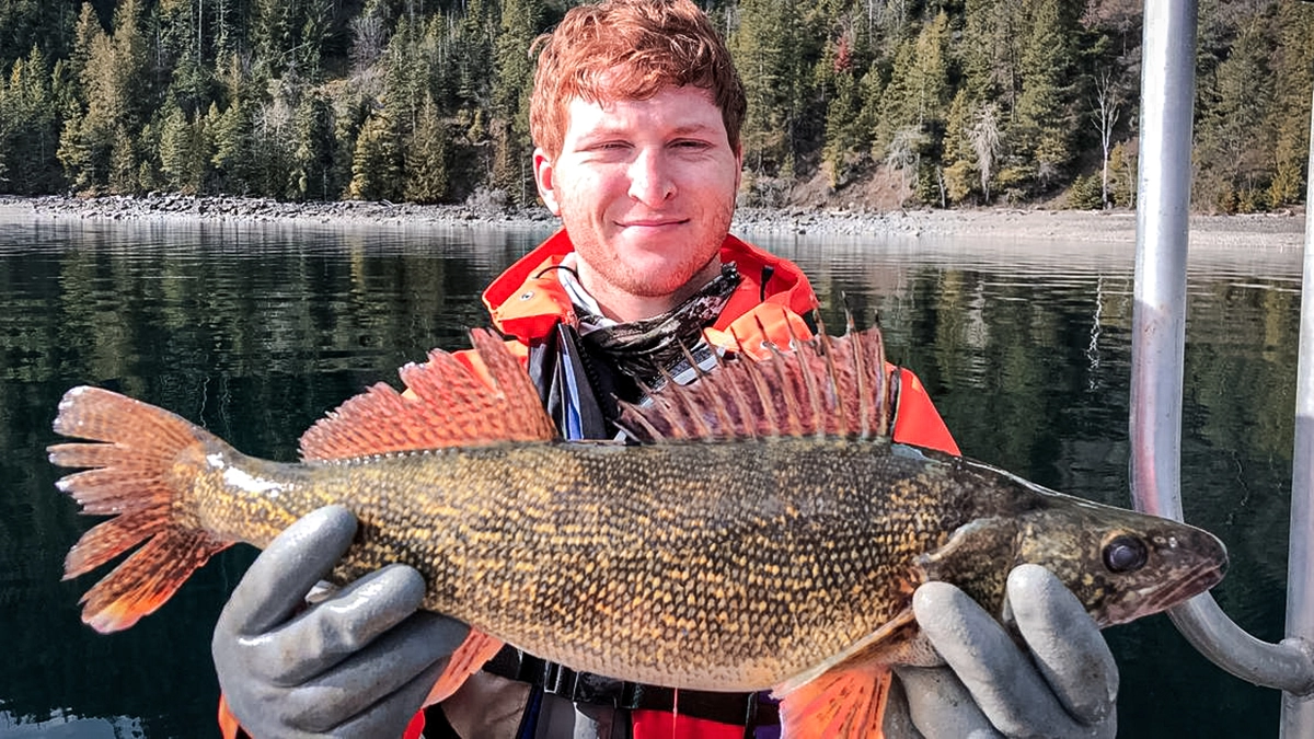 man holding a walleye Walleye - Idaho Fish and Game Department
