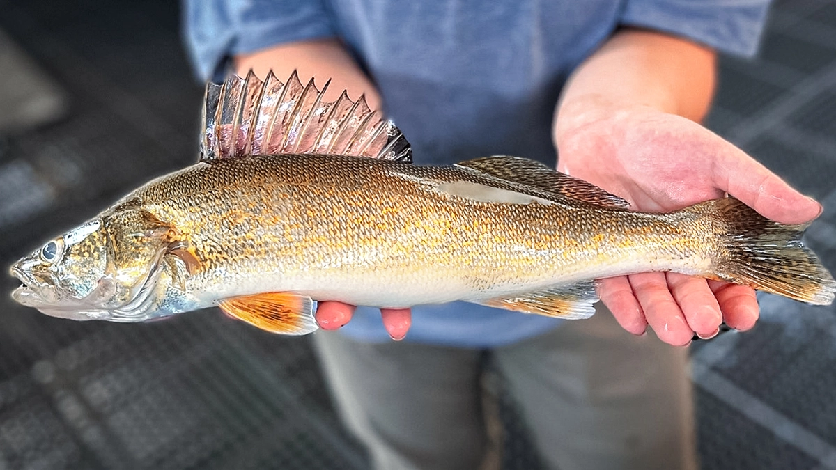 Walleye - Idaho Fish and Game Department