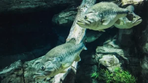 Do Bass Have A Memory, and Can They Learn?