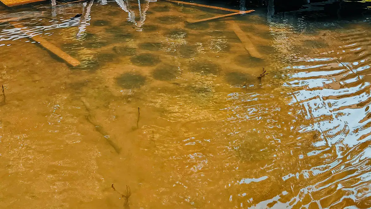 a bream bed from above