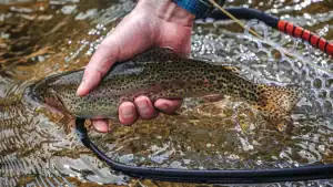 Best Fishing Nets for 2025