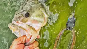 Top Baits for Big Largemouth