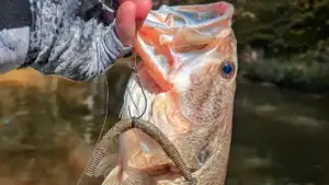 Rapala CrushCity Pigstick: Soft Plastic Review