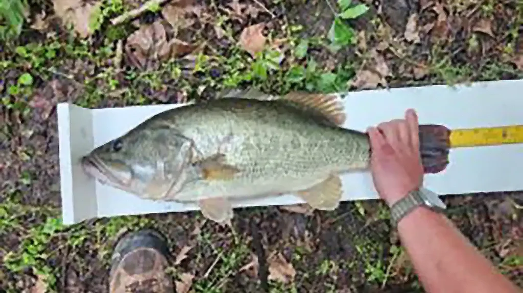 new WV record length largemouth