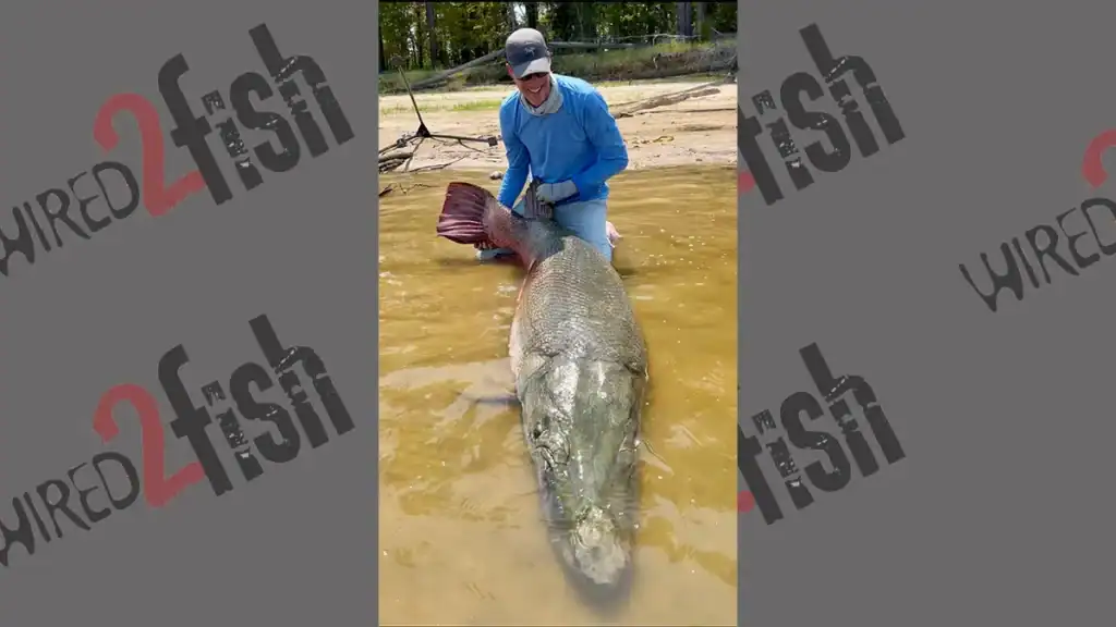 Record Alligator Gar Caught on Hook and Line
