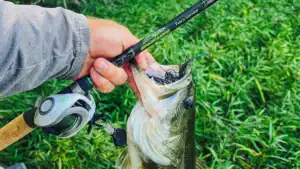 How To Beat Anglers Using Forward-Facing Sonar
