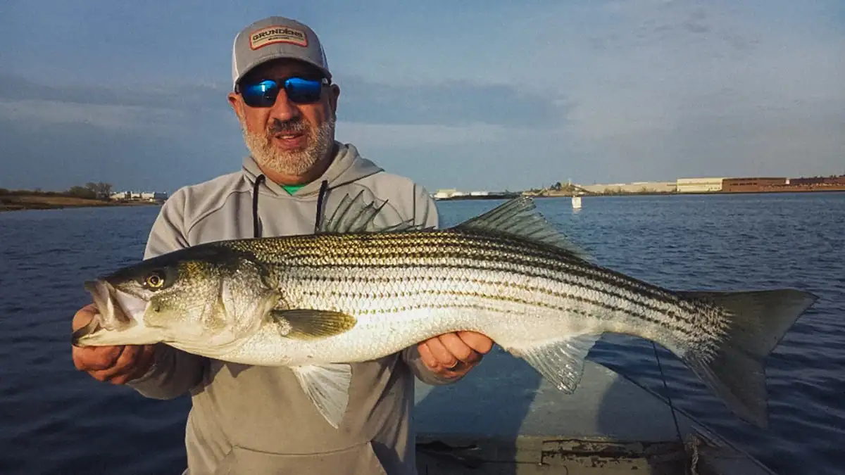 angler on a boat holding a striper in nice weather