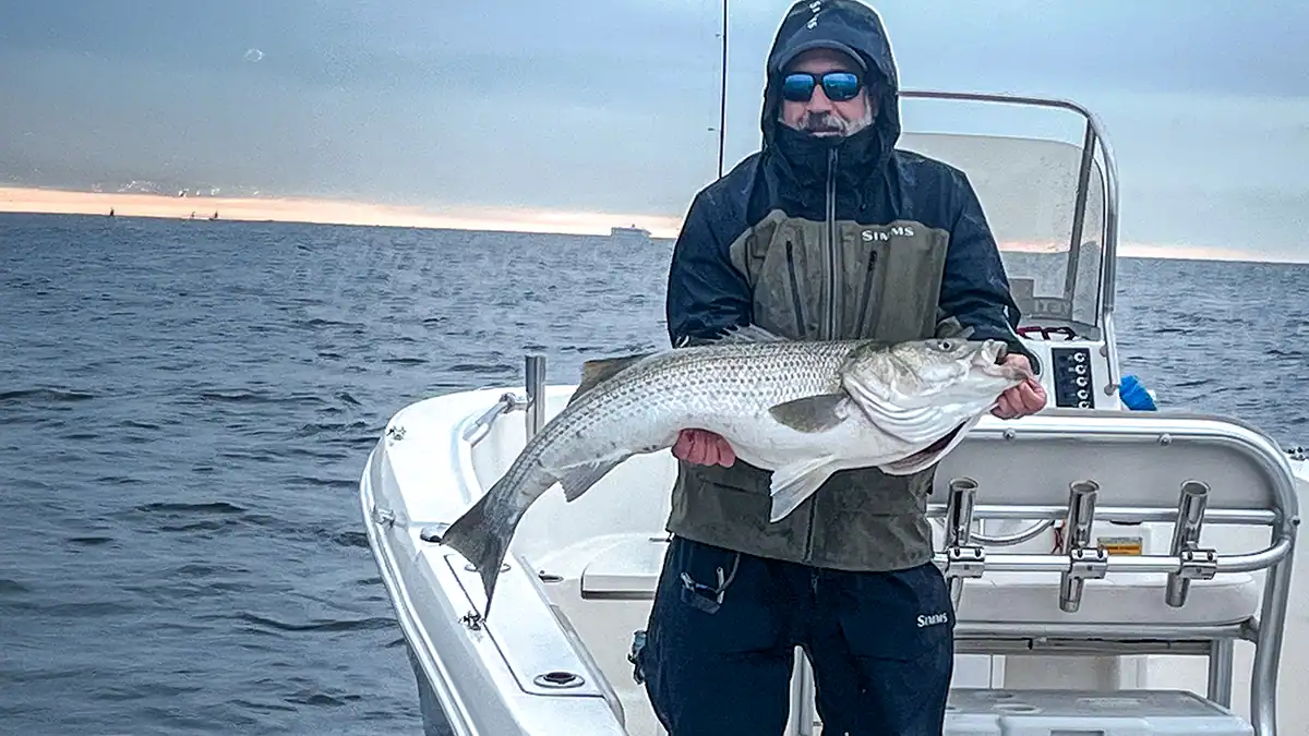 angler on a boat holding a striper