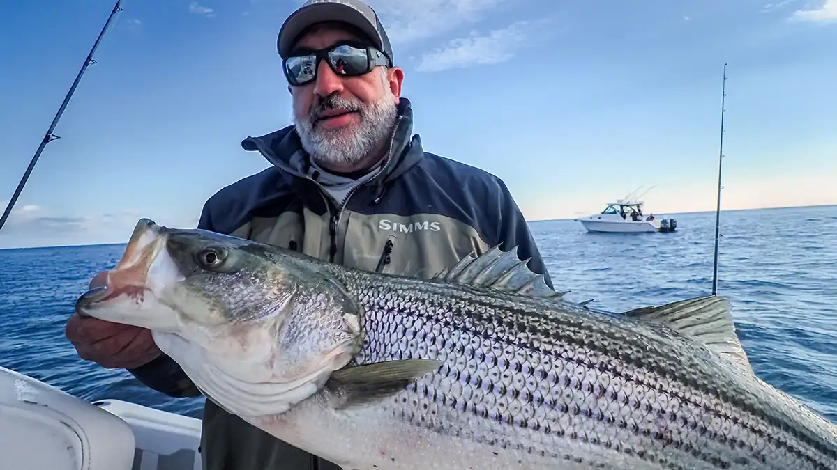 angler on a boat holding a striper