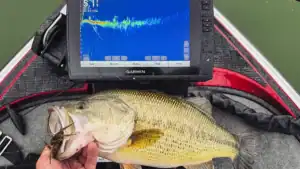 Forward or Perspective View Sonar: Which is Better?