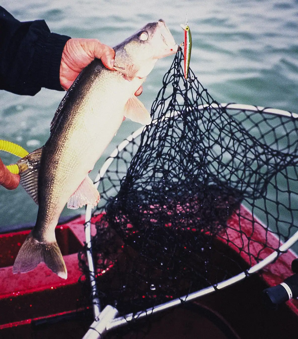 angler pulling a walleye from a net