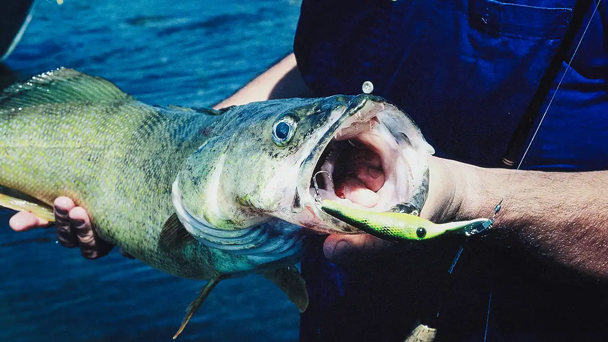 lake erie walleye with open mouth hooked on bait