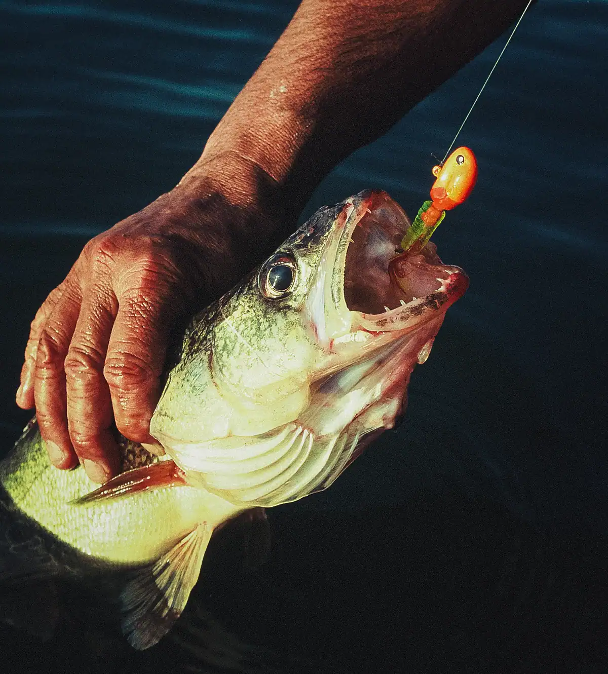lake erie walleye with open mouth and bait