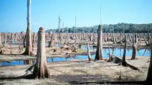 Florida’s “Drain Rodman Reservoir Crowd” Wants The 9,000-Acre Fish-Filled Lake Removed