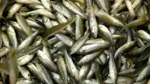 Texas Stocks 300,000 Genetically Superior Largemouths Into O.H. Ivie