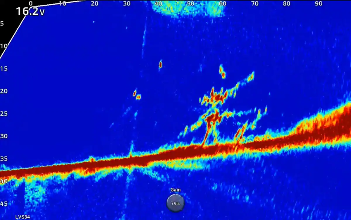 livescope screenshot