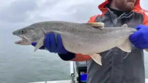 Ancient Lake Trout Caught in Lake Michigan After Being Stocked 39 Years Ago
