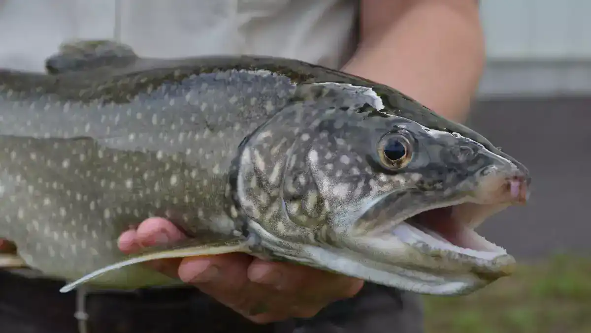 lake trout