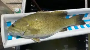 Near Record Kansas Smallmouth Bass Weighed, Measured And Released