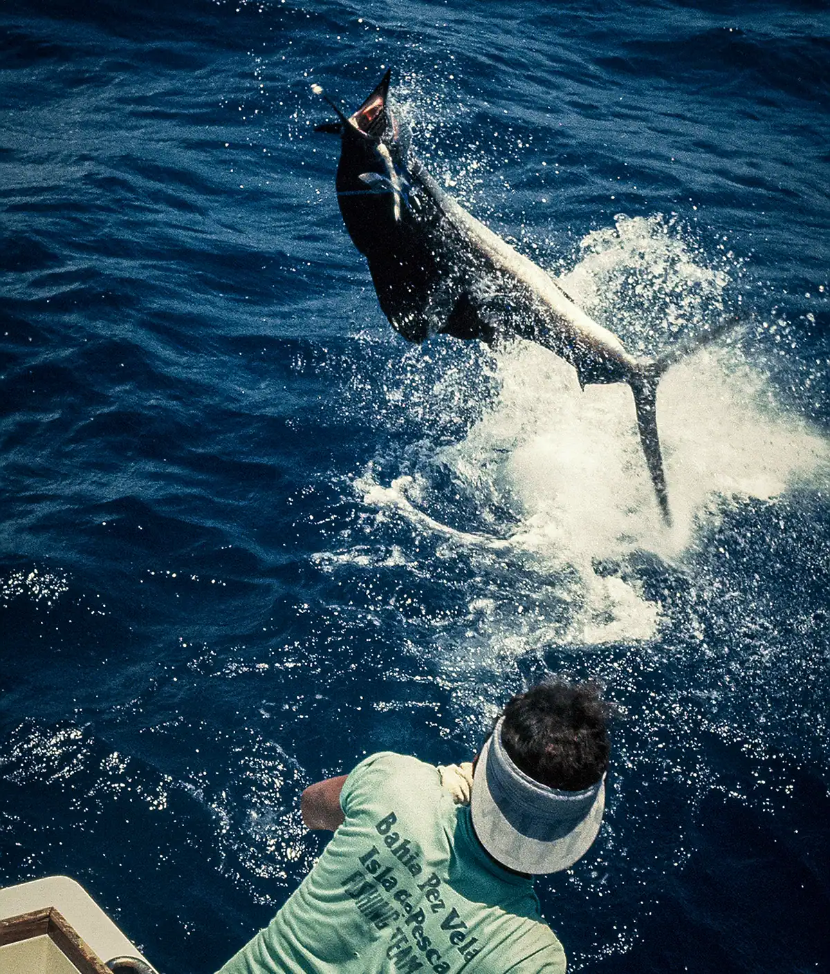 a marlin jumping out of the water