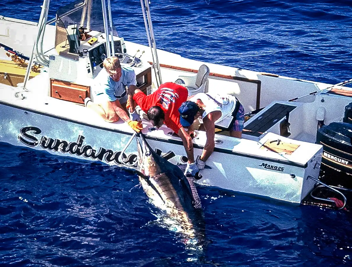 a marlin on the side of a boat