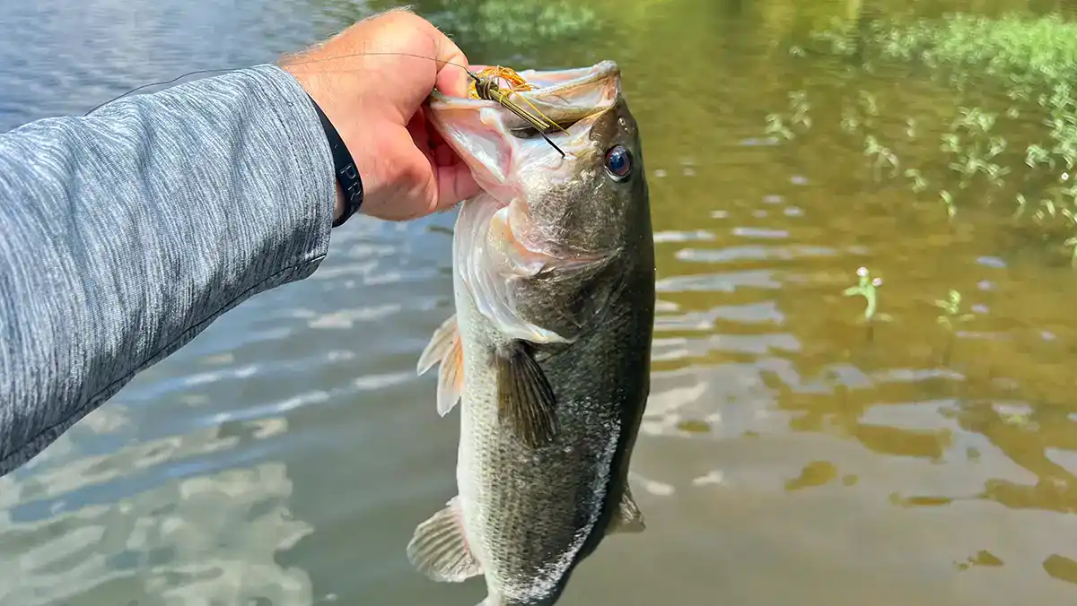 August bass